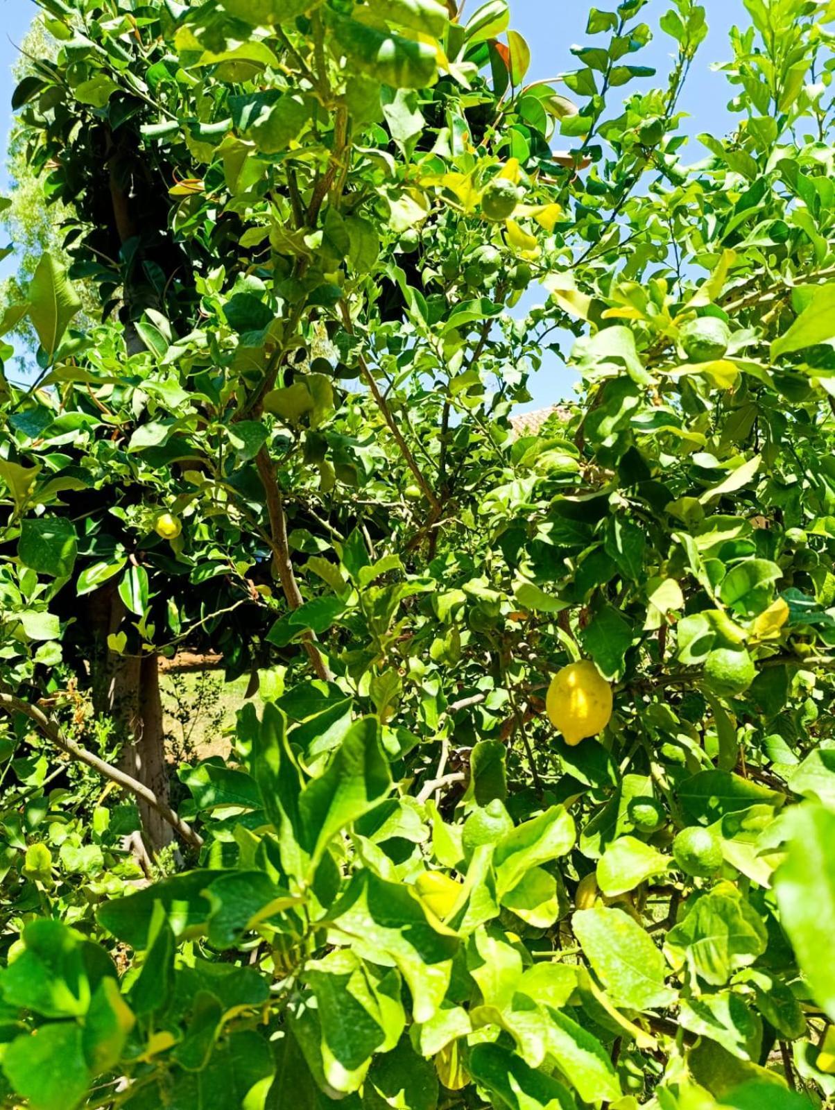 Garden House Mondello Palermo 빌라 외부 사진